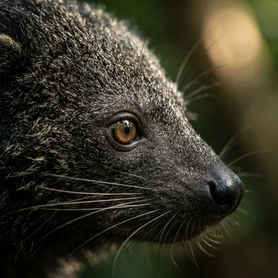 civet-binturong2