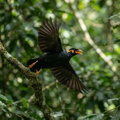 common_hill_myna1