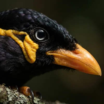 common_hill_myna2