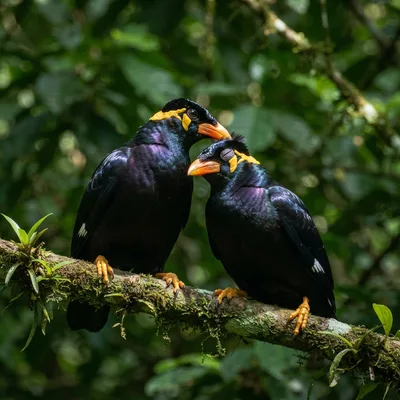common_hill_myna3
