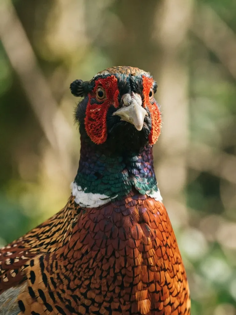 common_pheasant