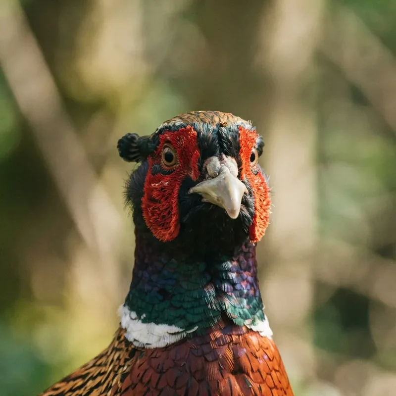 common_pheasant