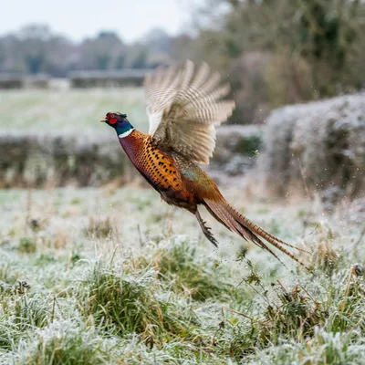 common_pheasant1
