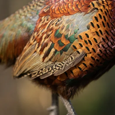 common_pheasant2