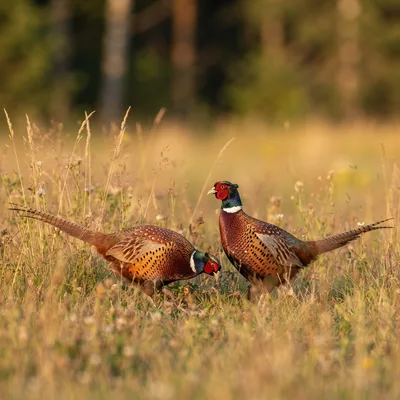 common_pheasant3