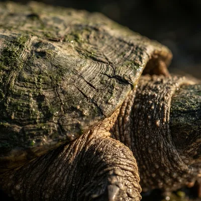 common_snapping_turtle2
