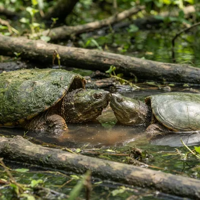 common_snapping_turtle3