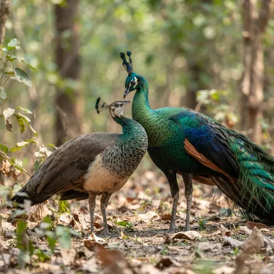 green_peafowl3