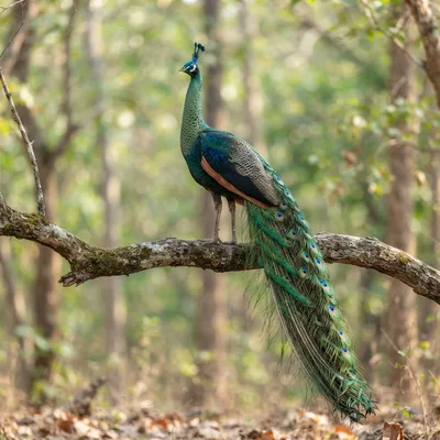green_peafowl4