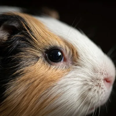 guinea_pig2