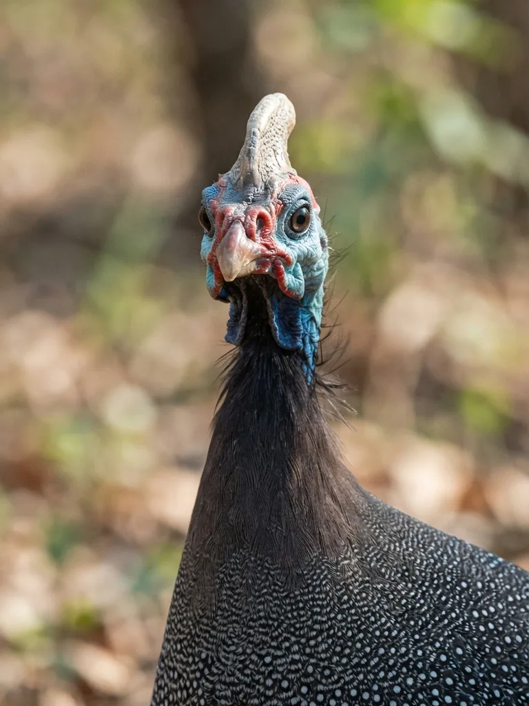 helmeted_guineafowl