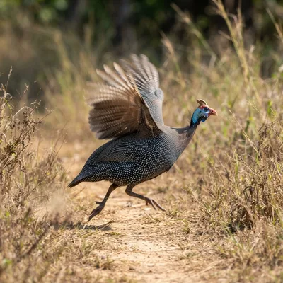 helmeted_guineafowl1