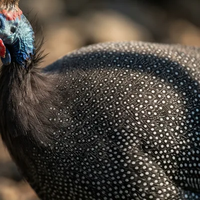 helmeted_guineafowl2