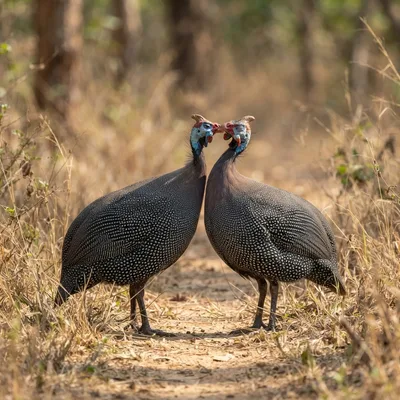 helmeted_guineafowl3