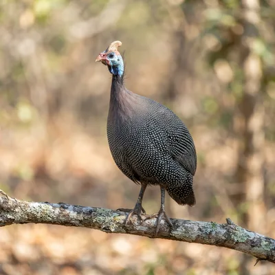 helmeted_guineafowl4