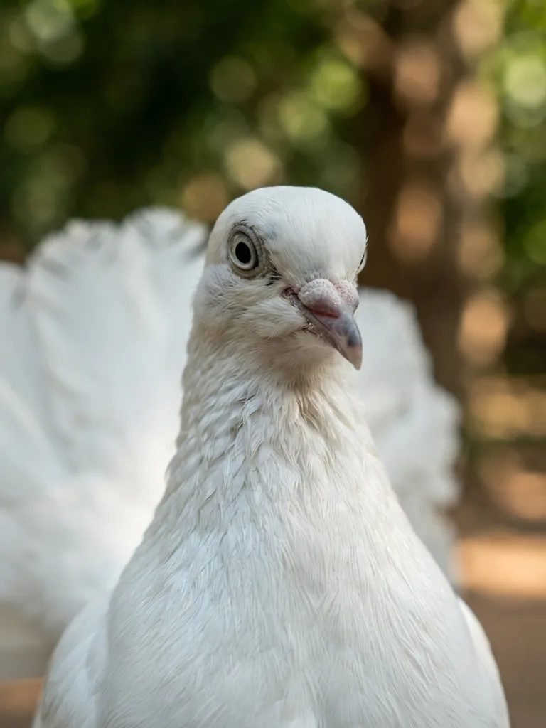 indian_fantail_pigeon