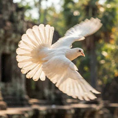 indian_fantail_pigeon1