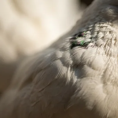 indian_fantail_pigeon2