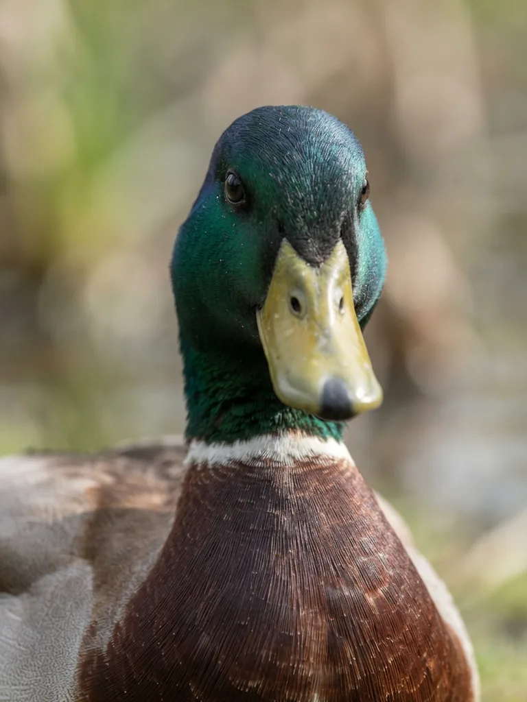 mallard_duck