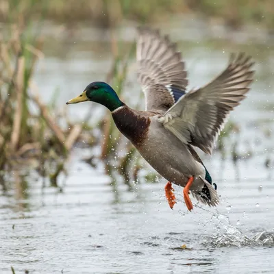 mallard_duck1