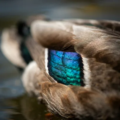 mallard_duck2