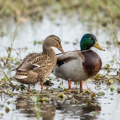 mallard_duck3
