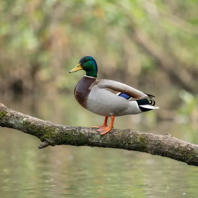 mallard_duck4