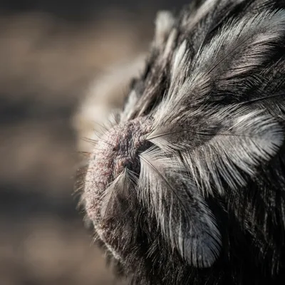 ostrich2