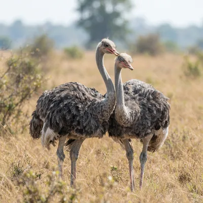 ostrich3