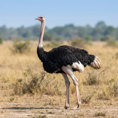 ostrich4
