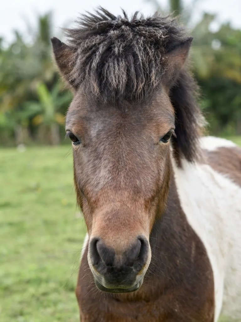 pony