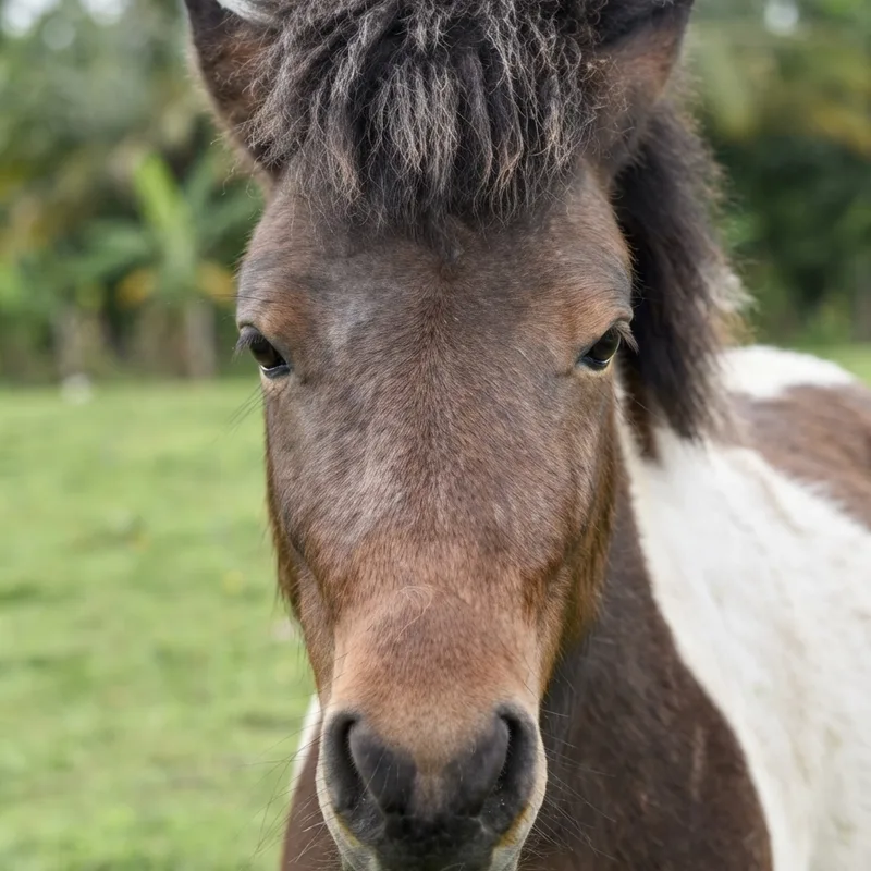 pony