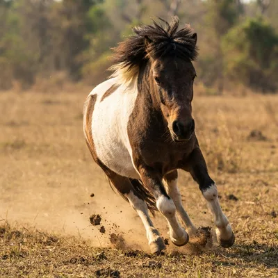 pony1