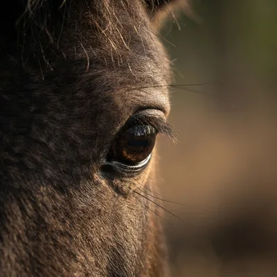pony2