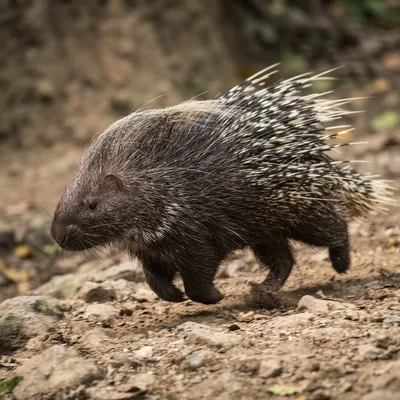 porcupine_crested1
