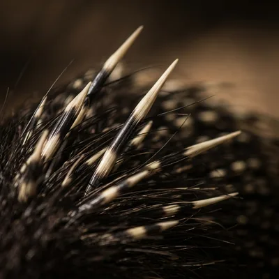 porcupine_crested2`