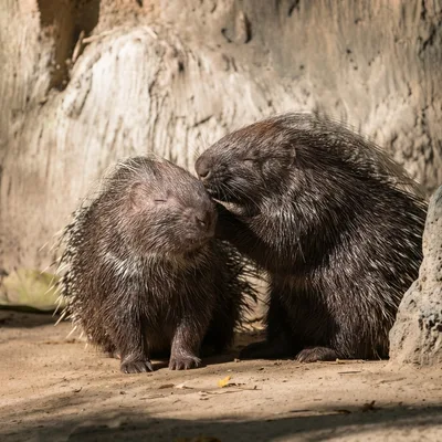 porcupine_crested3