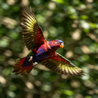 purple-bellied_lory1