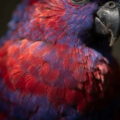 purple-bellied_lory2