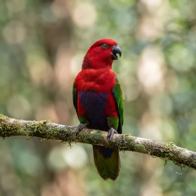 purple-bellied_lory4