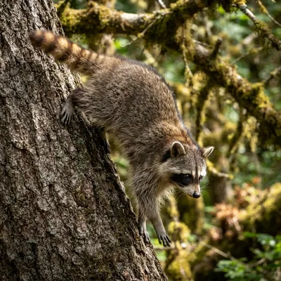 raccoons1