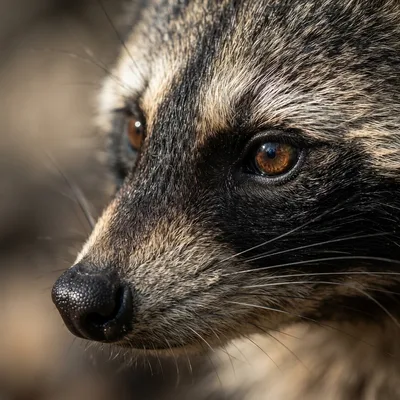 raccoons2