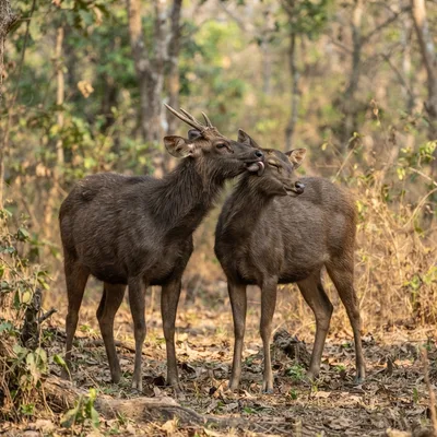 sambar_deer3