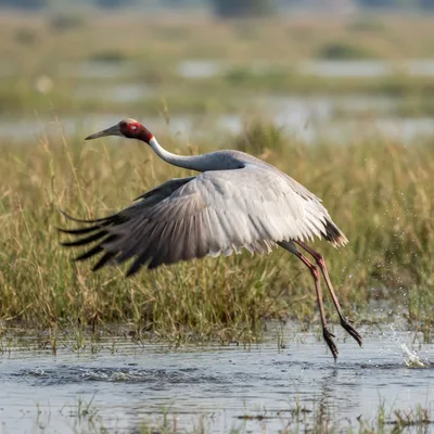 sarus_crane1