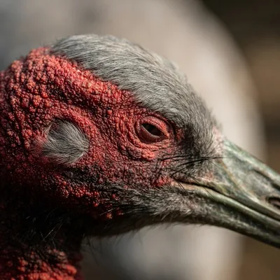 sarus_crane2