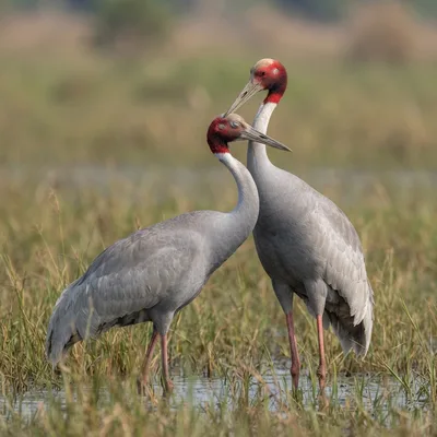 sarus_crane3