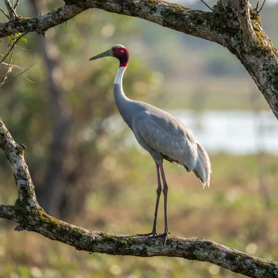 sarus_crane4