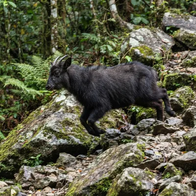 serow1