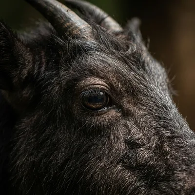 serow2