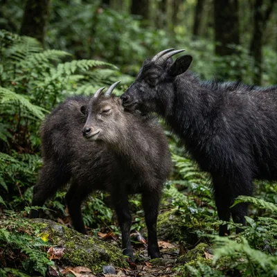 serow3